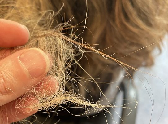 Tóc khô xơ do nhuộm hóa chất